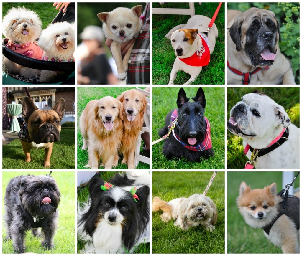 The 10th Annual Yappy Hour was bigger and better than ever! – Michigan ...