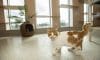 Cage Free Cat Room
