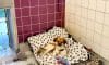 Adoptable Dog Kennel