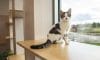 Cage Free Cat Room